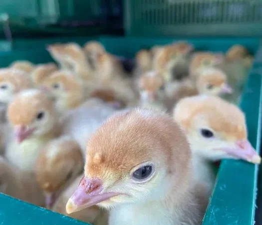 Індичата з доставкою по Україні індики - фото № 1