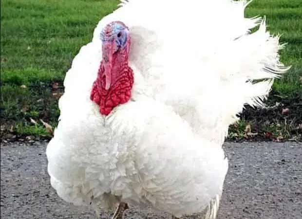 Индюшата Биг-6, крупные бройлерные индюки - фото № 1