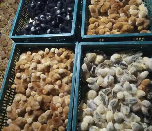 Продаю курчата, каченята, гусинята, індичата. - фото № 1