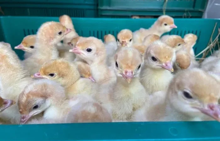 Продаю Індичата Біг 6 - фото № 1