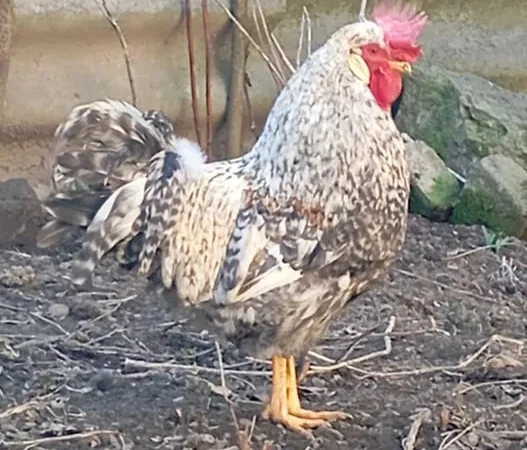 Когут легбар. Півень легбар. Кури легбар. - фото № 1