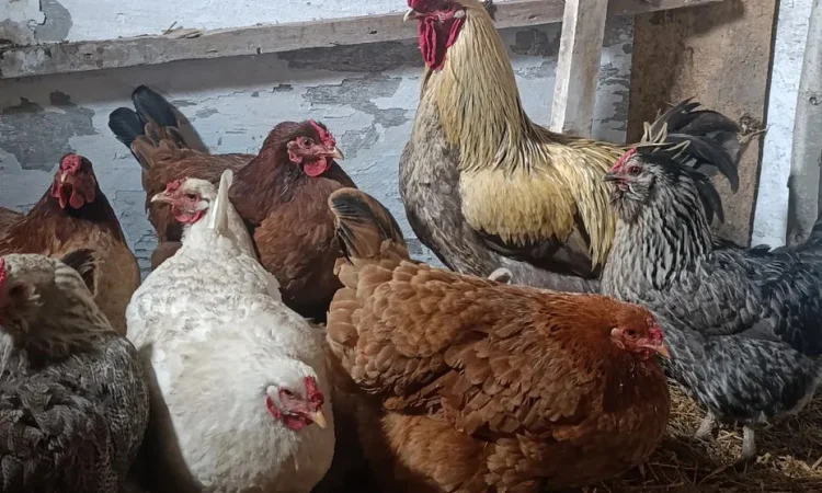 Курчата змішаних породід головна порода БРАМА - фото № 1