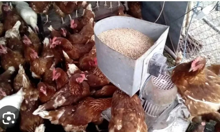 Кури не сушки Ломан Браун - фото № 1