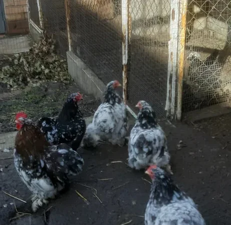 Куры карликовый кохинхин - фото № 1