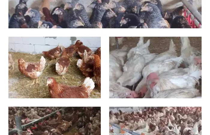 Продам кури несушки! Доставка безкоштовна - фото № 1