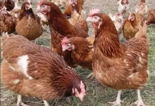 Продам річні кури - фото № 1