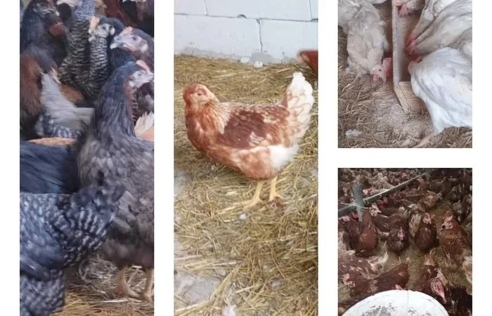 Продам кури несушки! Доставка безкоштовна. - фото № 1