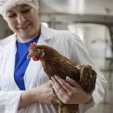 Кури несушки - фото № 1