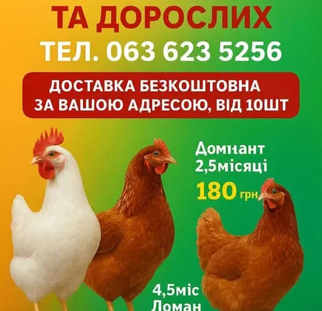 КУри несушки Кривий ріг ! доставка додому - фото № 1