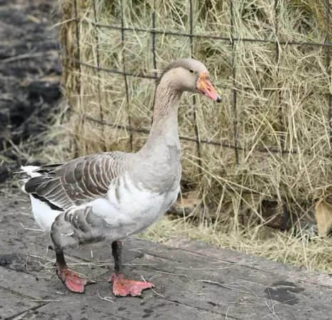 Продам молодих Гусей - фото № 1