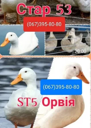 Кури на ЯЙЦЕ,Циплята,Качки,Гуси,Індичата - фото № 1