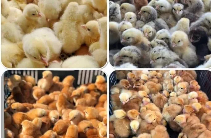 Кури на ЯЙЦЕ,Циплята,Качки,Гуси,Індичата - фото № 2