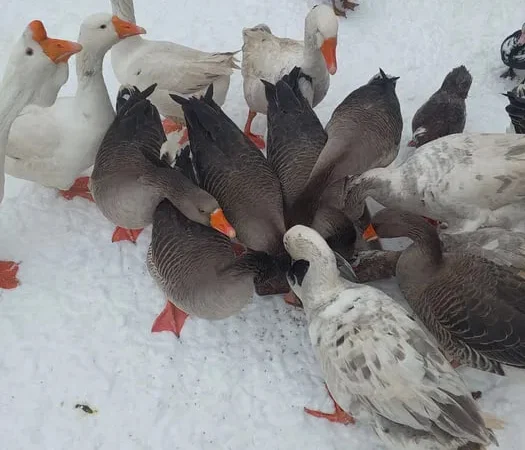 Продам домашніх гусей - фото № 1