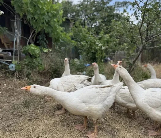 Гуси легард молодые - фото № 1