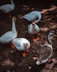 Продам гусей на розведення - фото № 1