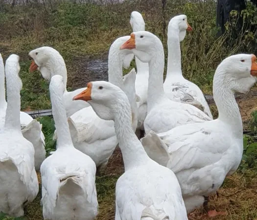 Гуси Холмогори... - фото № 1