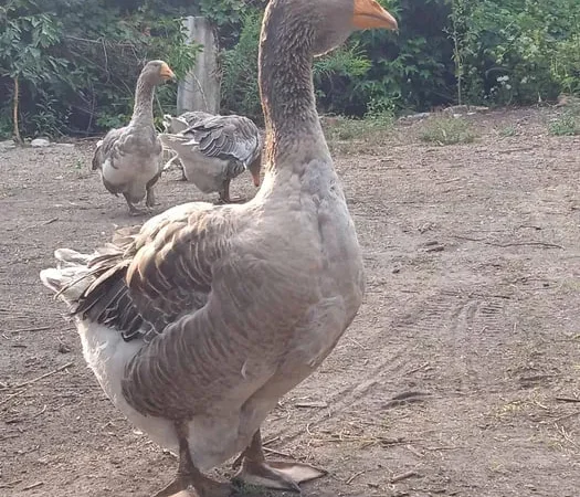 Гуси породы серая украинская четыре штуки - фото № 1