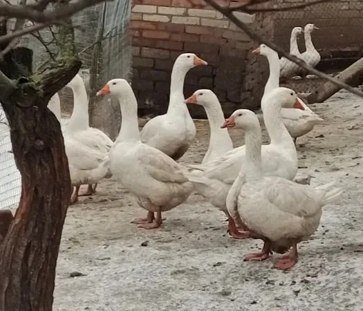 Гуси Мамути(яйце150гуся250) - фото № 1