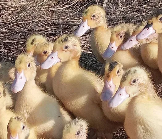 2х недельные Муларды. Утята подрощенные . - фото № 1