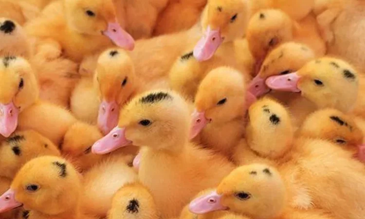 Утята Муларды 3-дневные - фото № 1