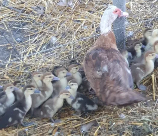 Индоутка с утятами - фото № 1