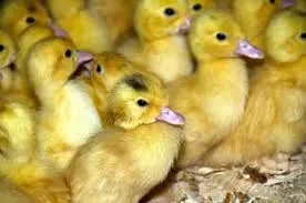 Утята Мулард - находка современного фермера - фото № 1