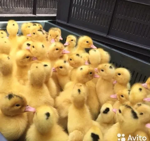 Утята Муларды 3-дневные. - фото № 1