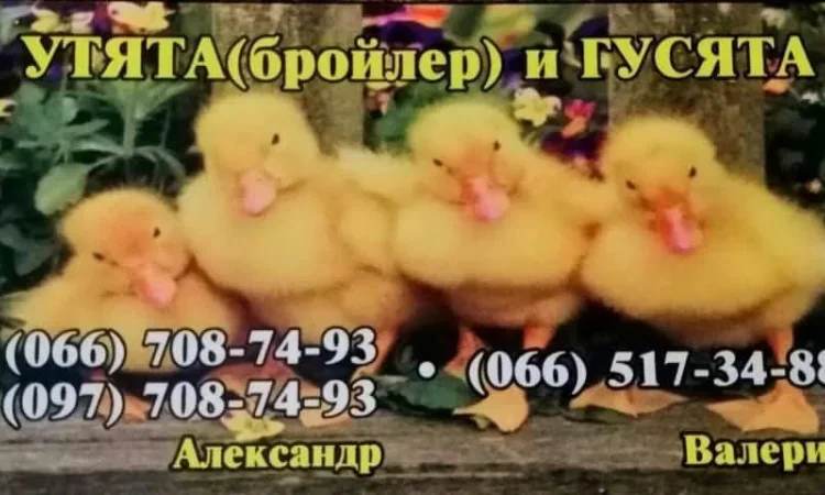 Цыплята, Утята,Гусята - фото № 1