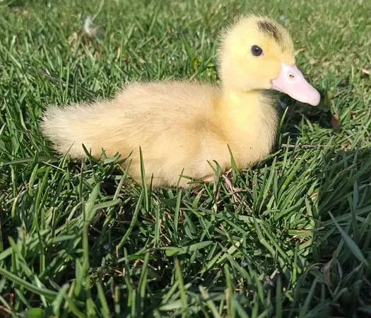 Утята качка Мулард підрощені і добові - фото № 1