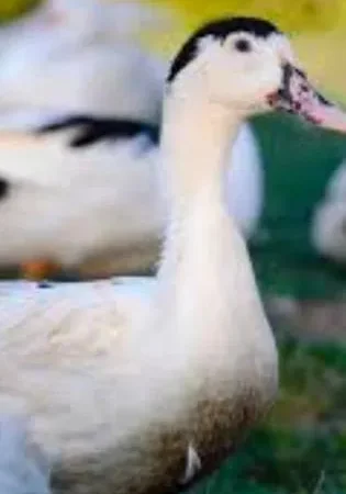 Мулард утята 2 недели - фото № 1