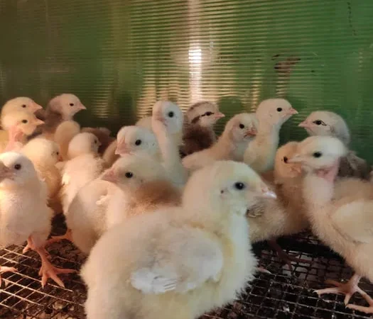Підрощені Курчата бройлера - фото № 1