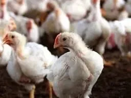 Продаж курчат бройлер - фото № 1
