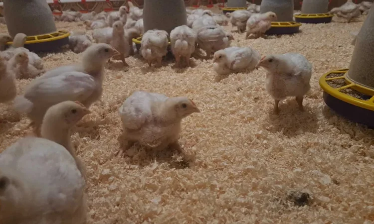 Курчата бройлер Кобб 500 - фото № 1