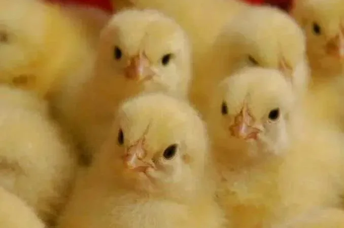 Курчата бройлери на 16.04 - фото № 1