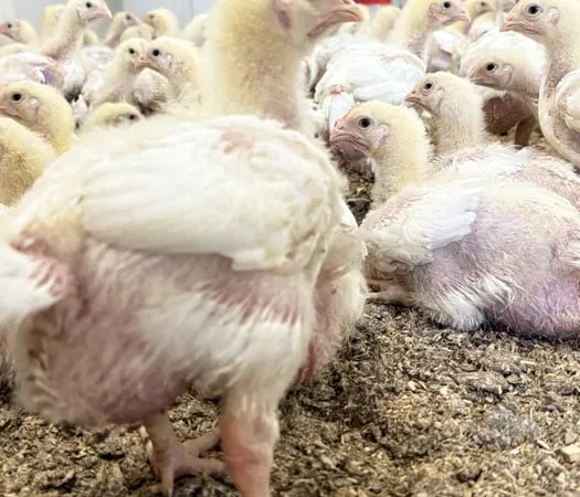 Курчата бройлери - фото № 1