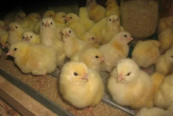 Курчата бройлер кобб 508,рос 308 - фото № 1