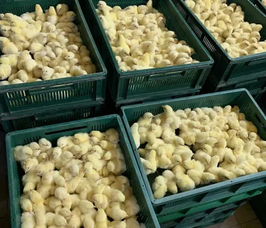 Курчата бройлерів - фото № 1