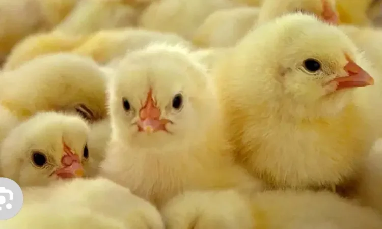 Суточный цыпленок Бройлер Кобб 500, добовi - фото № 1