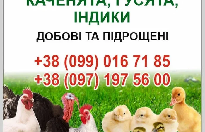 Бройлери ,курчата ,каченята ,густа,індики. - фото № 1