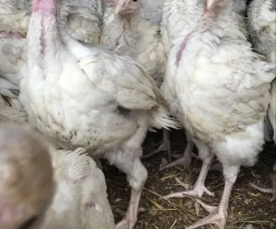 Бройлерний індик опт та роздріб - фото № 1