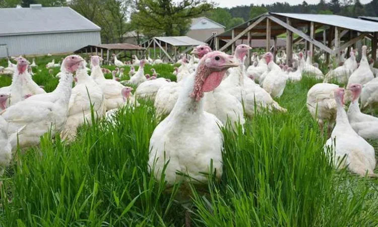 Індики (индюшата) Біг-6, Редбро, Майстер Грей, - фото № 1