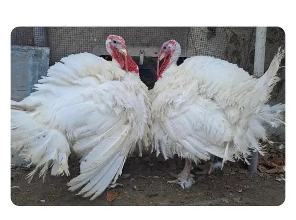 Добовий бройлер, геркулес,гуси, індики - фото № 1