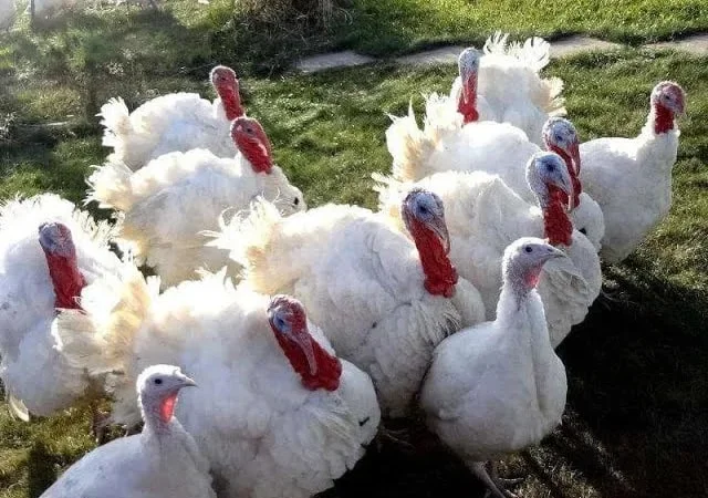 Продам індики бройлери - фото № 1
