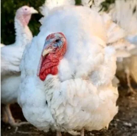 КуриДомінант,Бройлер,Індики,Гуси - фото № 1