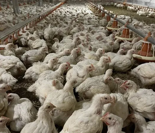 Підрощений бройлер індик - фото № 1