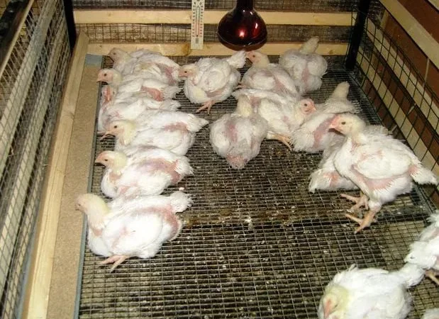 Бройлери,інші курчата,качки,гуси,індики,кури - фото № 1