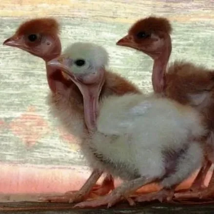 Продаю курчата,качки,гуси, індики - фото № 1