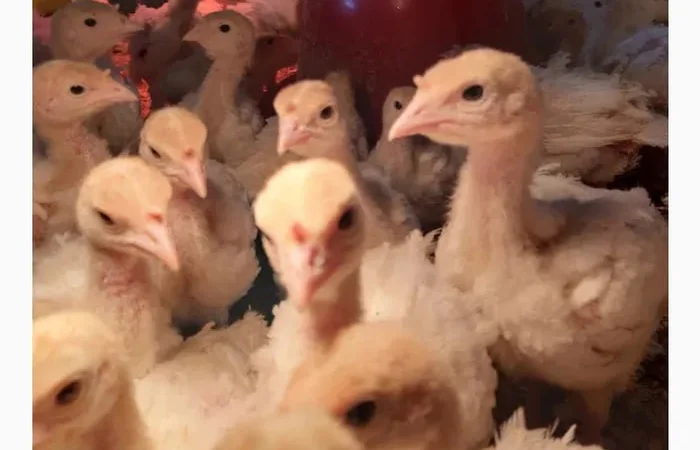 Індик бройлерний Біг 6 - фото № 1