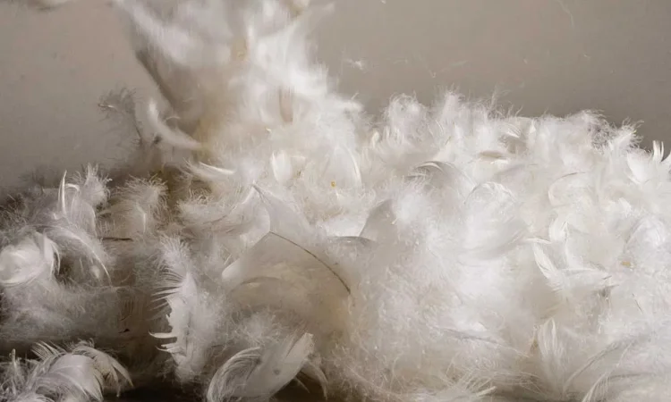 Пір'я та пух. Перини та подушки. - фото № 1