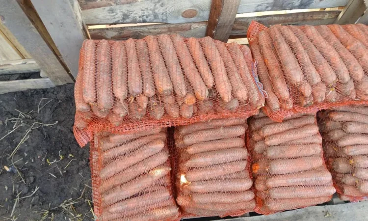 Продам гарну моркву на переробку - фото № 1